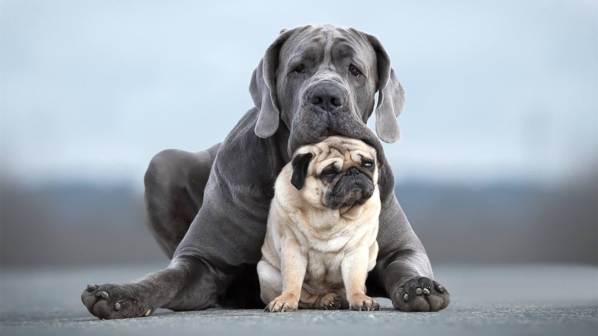 黑白直播在线观看nba-亚洲风暴与古典中锋，绿茵场的战术折叠