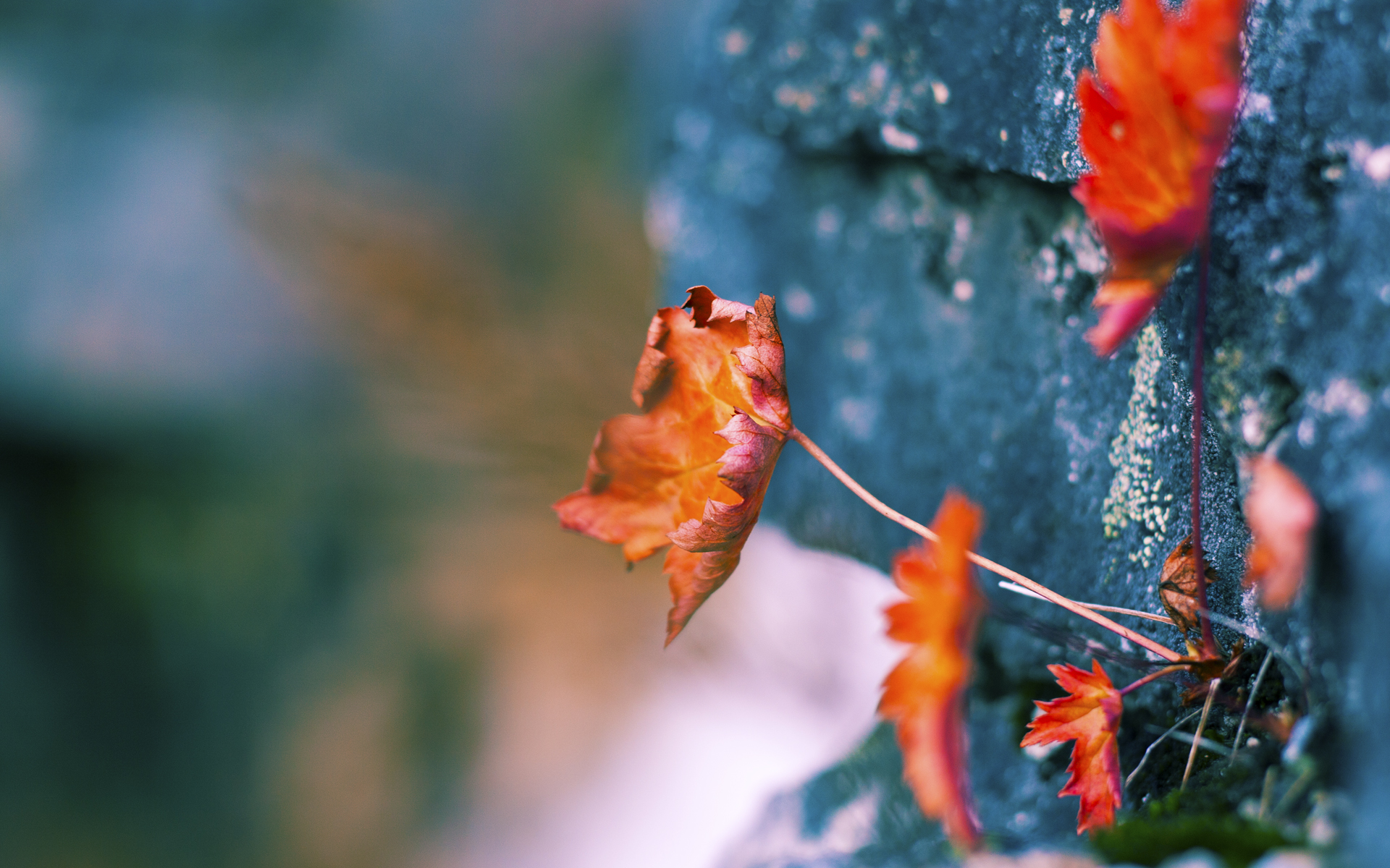 黑白直播-团队压制与个人英雄，现代篮球的双面叙事