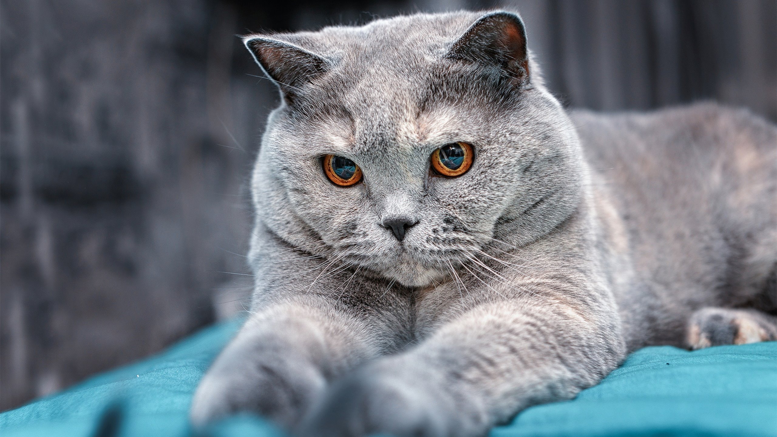 贝恩的沉默革命,当稳定输出成为独行侠无法攻破的叹息之墙