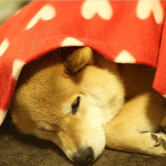 上海爆冷掀翻浙江，欧文化身关键先生定乾坤