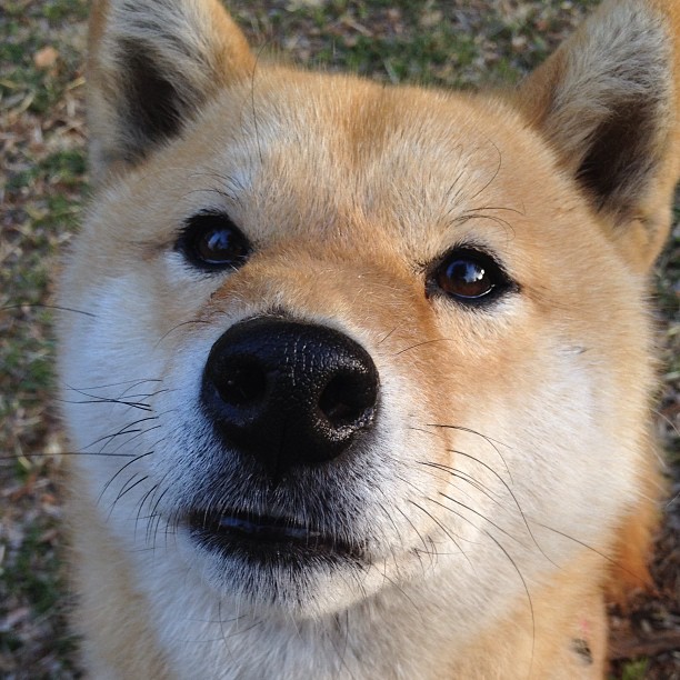 伊布神兵天降定乾坤，奥地利铁血战术锁胜局