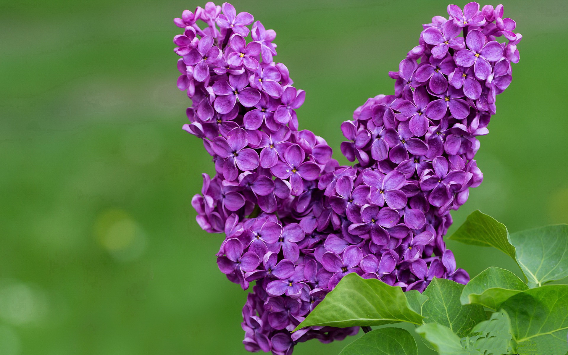 步行者正面击溃活塞!福克斯关键先生之名当之无愧