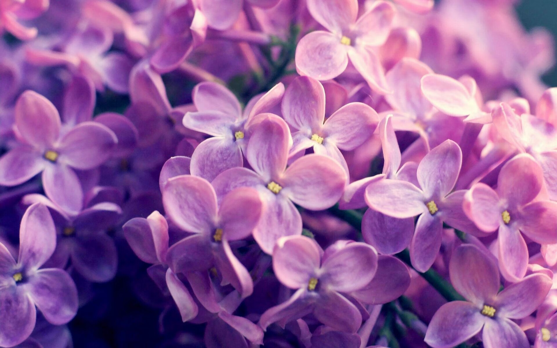 黑白直播免费体育直播-霍勒迪一剑封喉！奇才绝杀夜，他是黄蜂无法破解的终极谜题