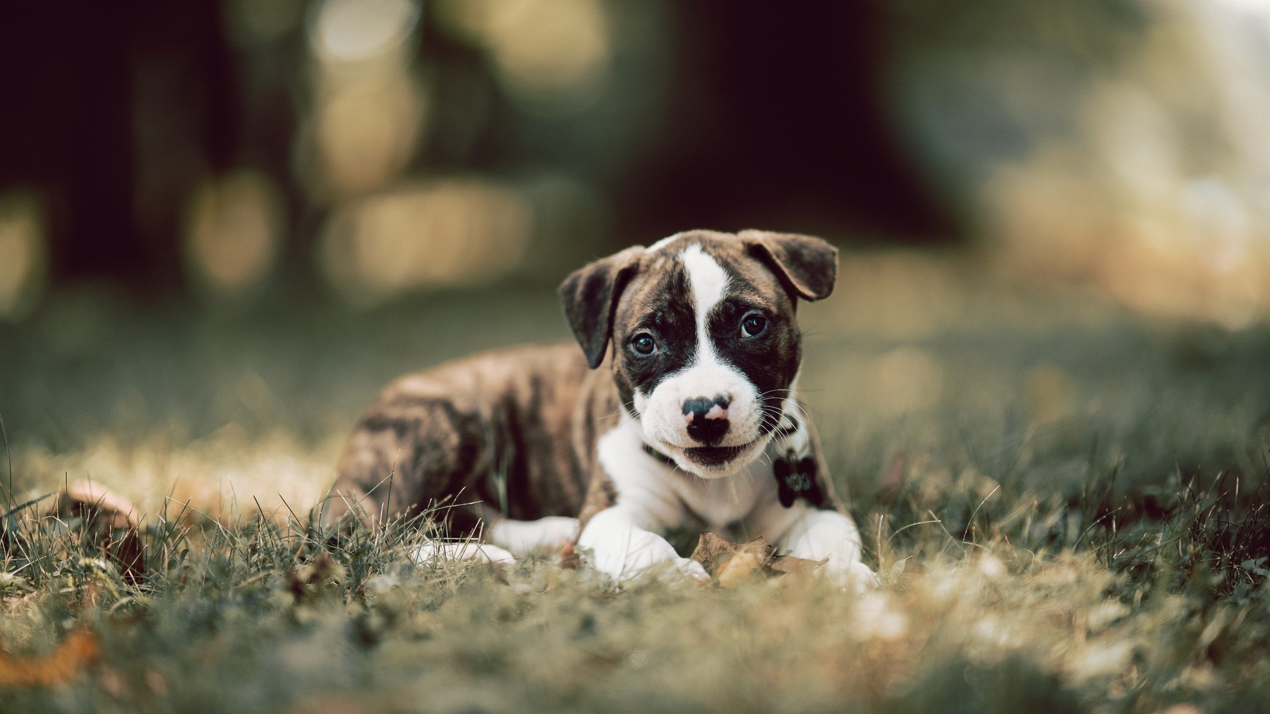 绝境逢生!格列兹曼关键头球,巴萨强行终结喀麦隆黑马之旅
