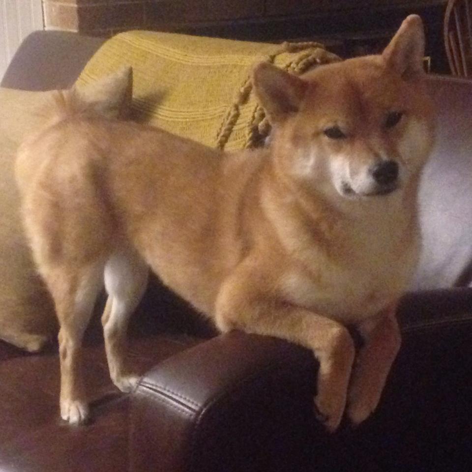 横跨太平洋的较量，当新疆飞虎遭遇撕裂之城，班凯罗的稳定哲学如何主宰比赛？