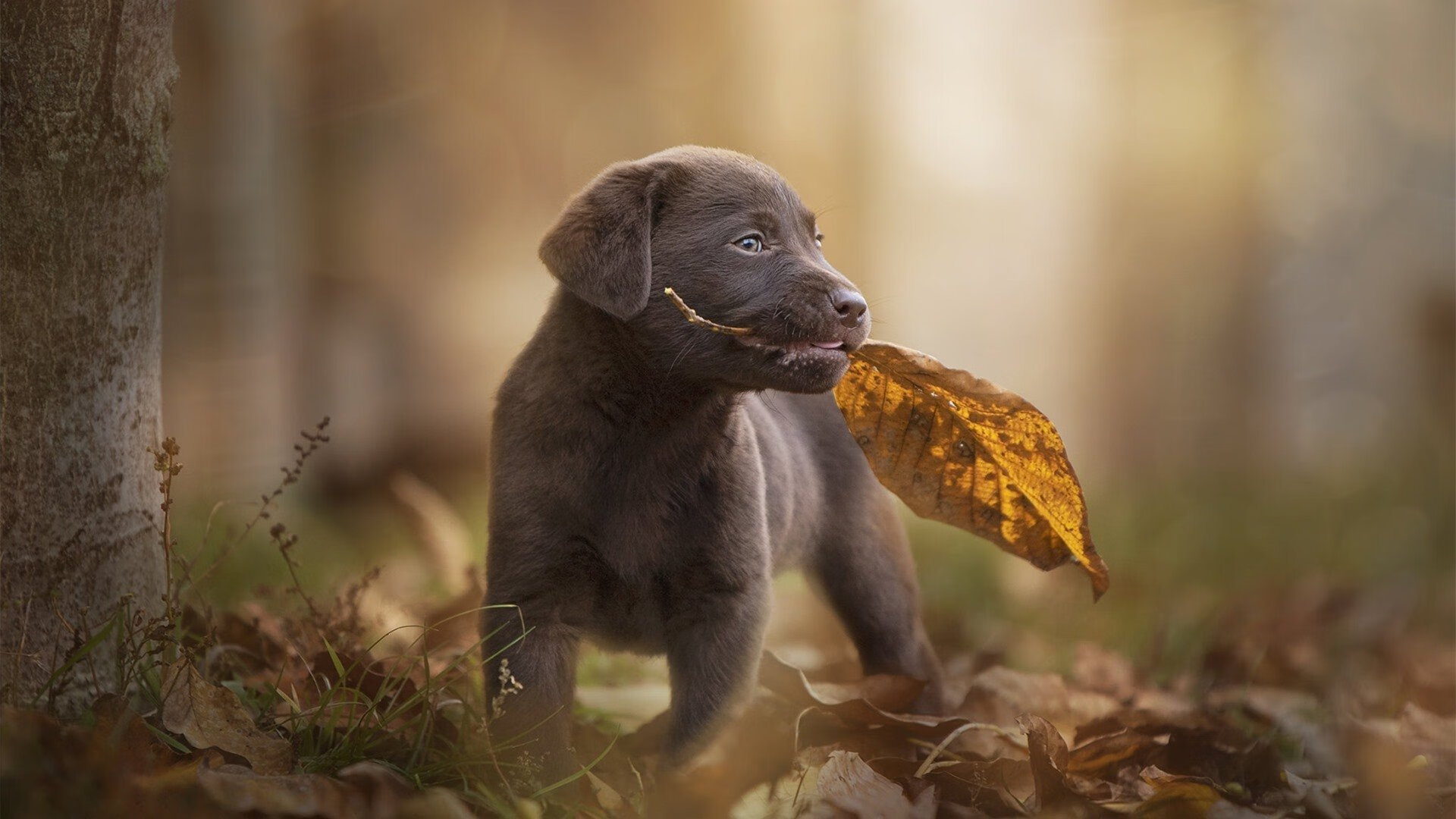 黑白直播nba-当群狼撕碎孤星，德罗赞无解单打背后的团队篮球悖论