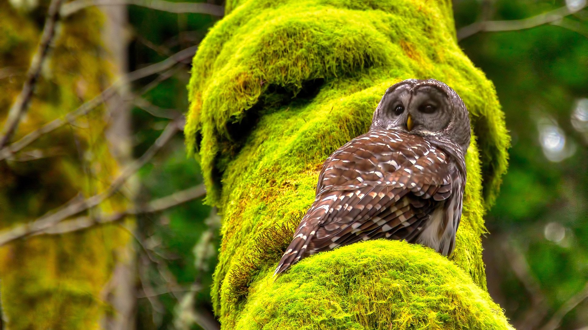 黑白直播体育-东契奇里程碑闪耀全球，吉林队节奏掌控之道启示马刺复兴之路