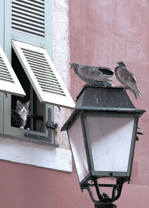 新旧王者的分水岭，尼日利亚新星闪耀与赖斯的德加冕礼