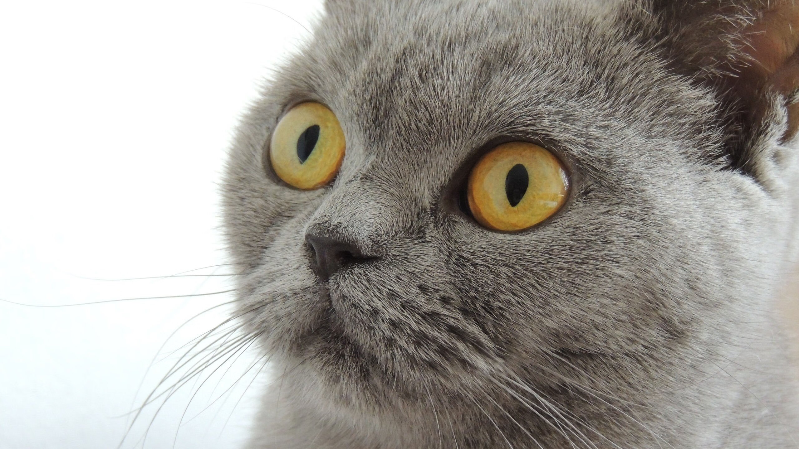 风驰电掣与铁蹄轰鸣，F1揭幕战悬念拉满，步行者团队风暴击溃雷霆