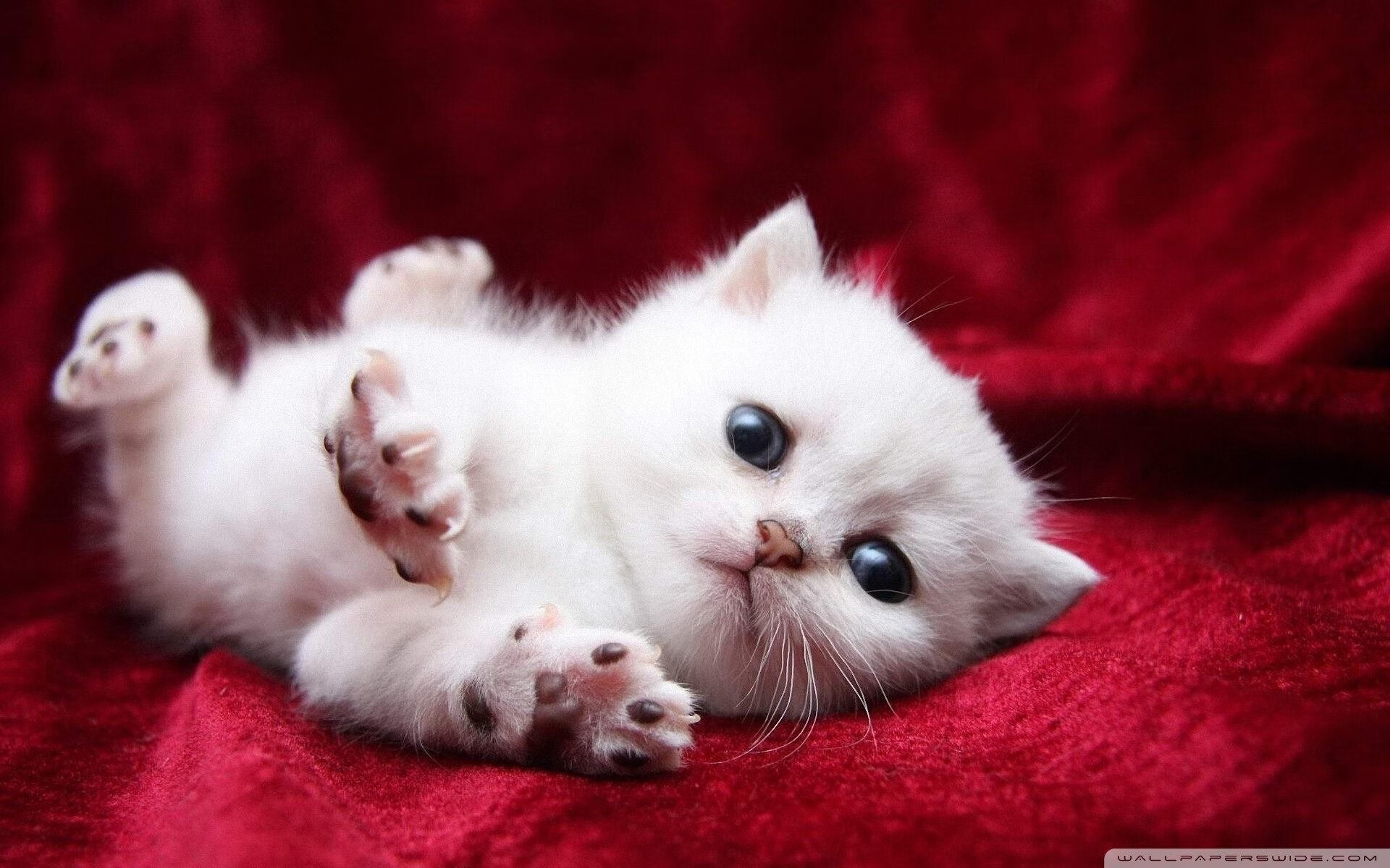 绝杀制胜!布雷默一锤定音,挪威末节上演奇迹逆袭