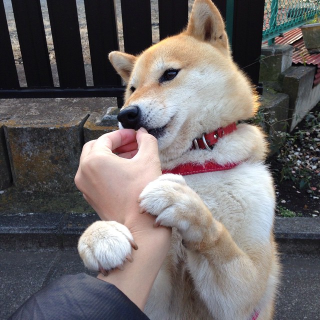 引擎与血肉的平行叙事,F1街道赛焦点战与喀麦隆神话的交响