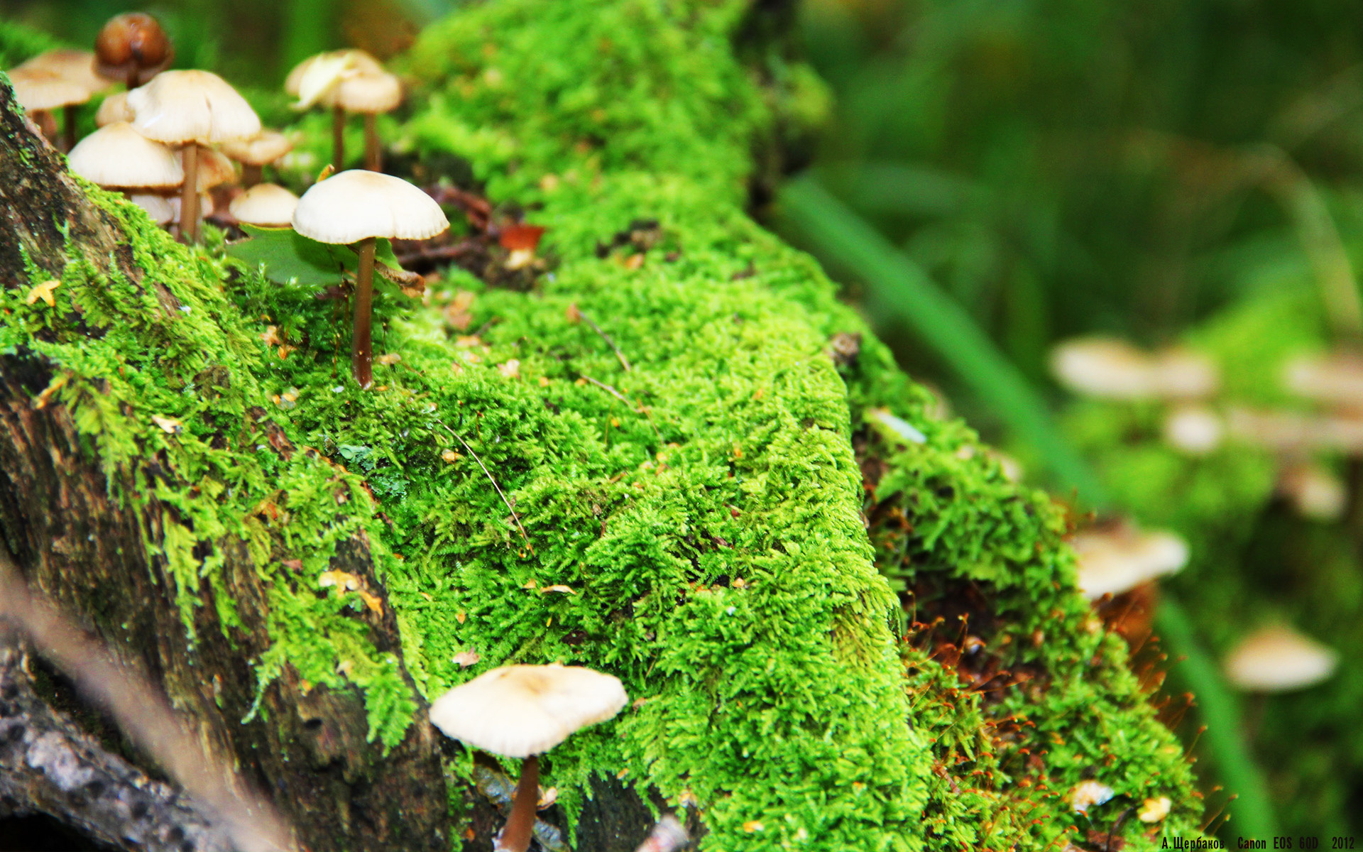 黑白直播-英超争冠之夜，卢卡库，隐形先生照亮曼城神坛