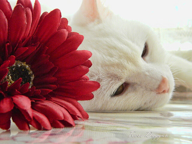 黑白直播-当土耳其收割曼城，卡塞米罗如何预见2026世界杯的统治