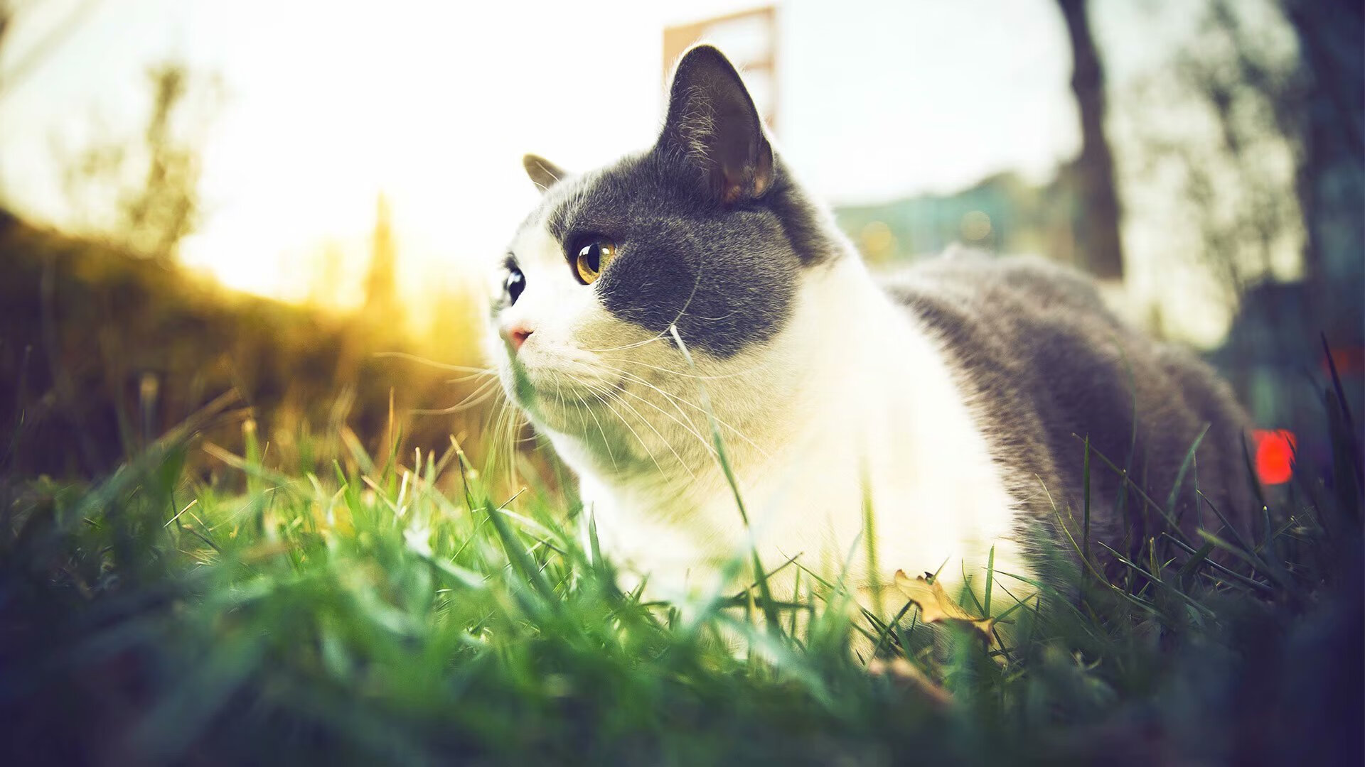 当土耳其收割曼城，卡塞米罗如何预见2026世界杯的统治