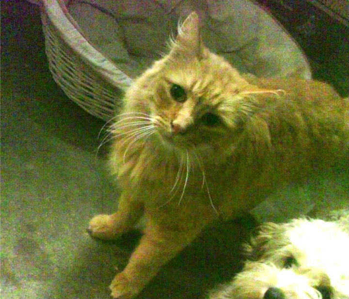 欧文独舞撕裂防线，独行侠力克浙江惊艳四座